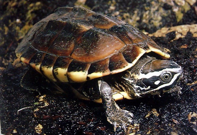 龟类纪录片,龟类图片