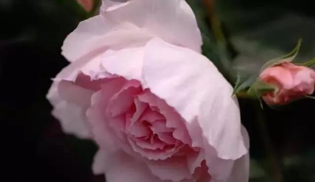 每天学习一点点——100种玫瑰品种科普