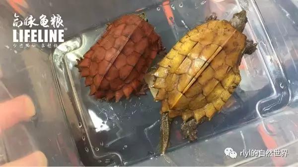枫叶龟品种及图片大全,地龟和枫叶龟的区别