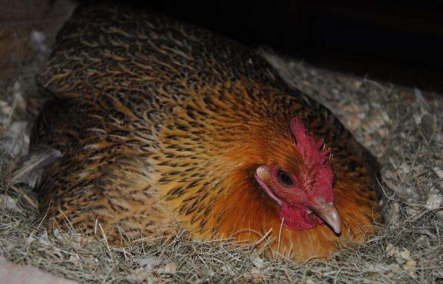 母鸡抱窝会有什么表现,母鸡总是抱窝怎么办