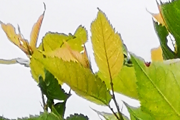 大樱桃黄叶是得补铁吗,樱桃也要保果吗