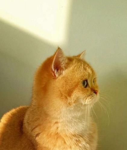 英国短毛猫的种类特别多,哪种是你的心头爱?最爱橘色“金胖子”
