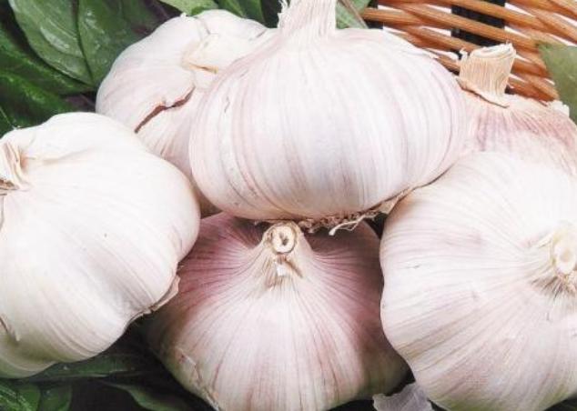 杀虫最好的养花神器,养花必备的杀虫药