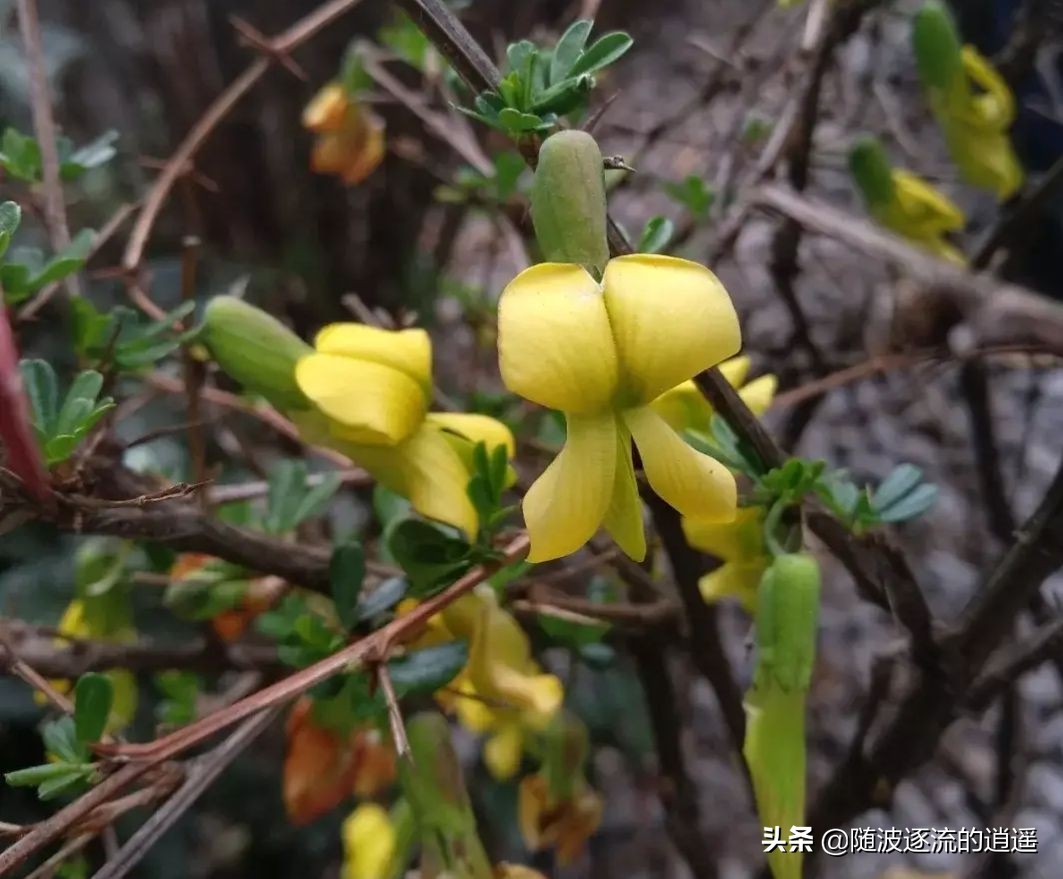 “娘娘袜脚”是赞美？是背后“三寸金莲”的丑陋和残忍