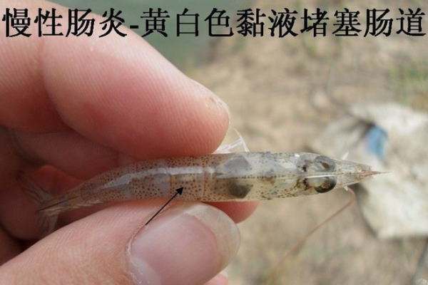天气突变导致对虾慢料该怎么搞,天气变冷肠炎就发作
