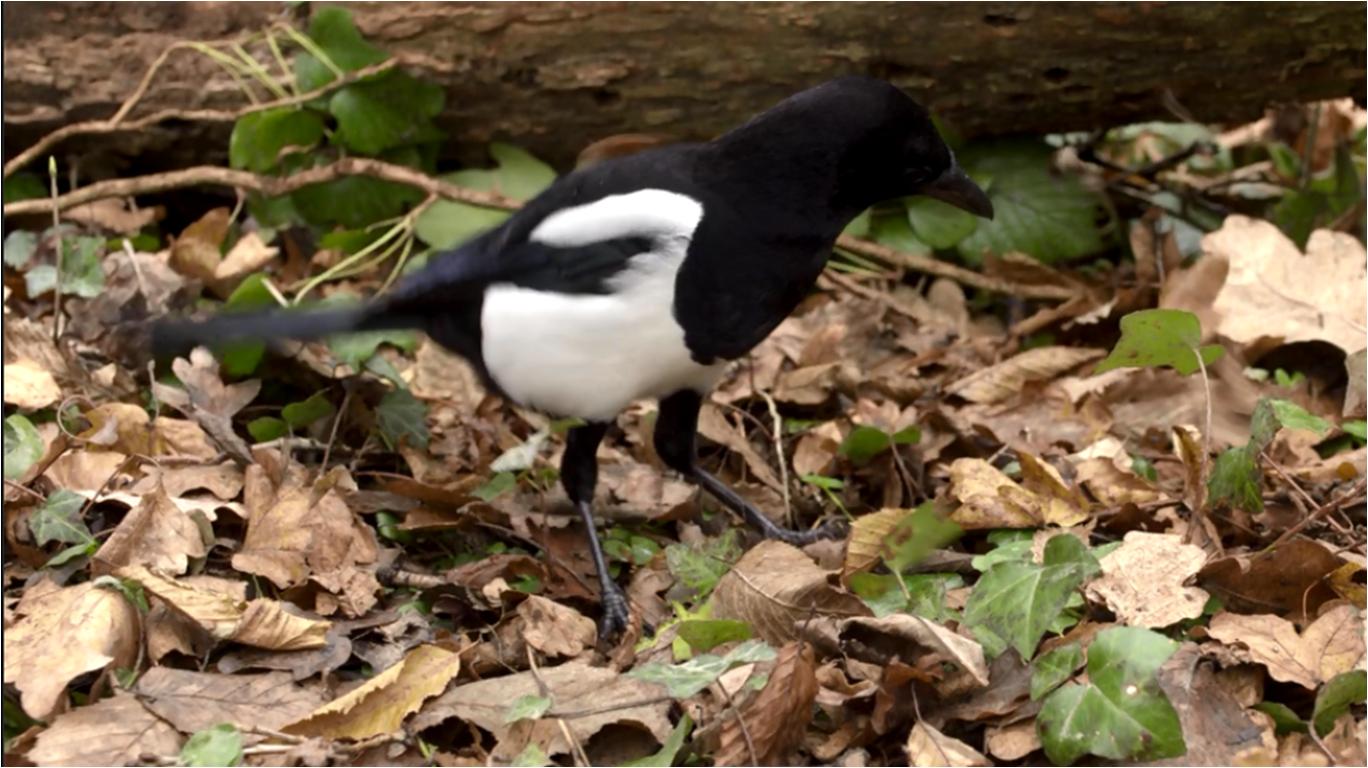 观赏地球的壮丽景观,看地球四季变换的视频