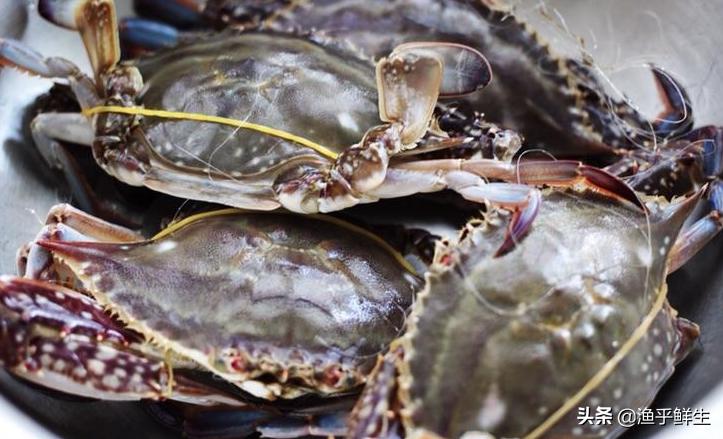 全国十大海鲜排名,中国海鲜十大产地排名最新