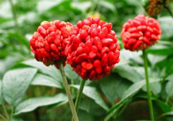 云南白药三七种植,云南三七与云南白药有什么区别