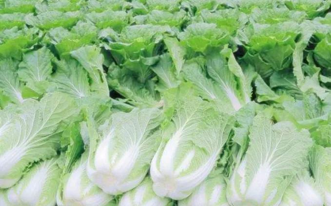 韩国人受欺凌事件,吐槽韩国人泡菜事件