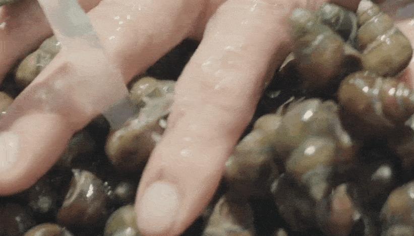 鏉跨瓔瑗挎柦,瑗挎柦鏉跨瓔