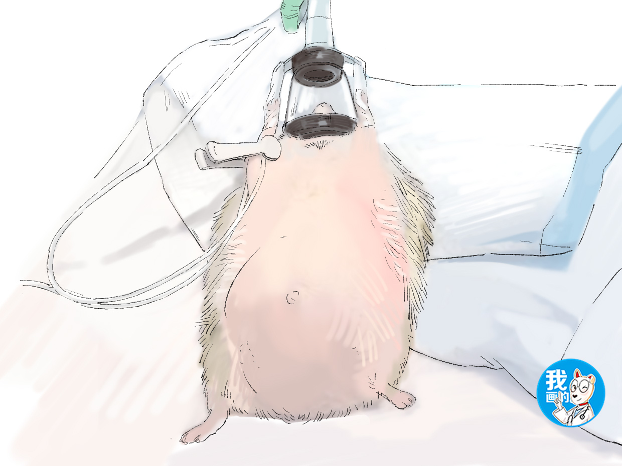 刺猬肚子胀气肚子很大,刺猬肚子鼓起大包