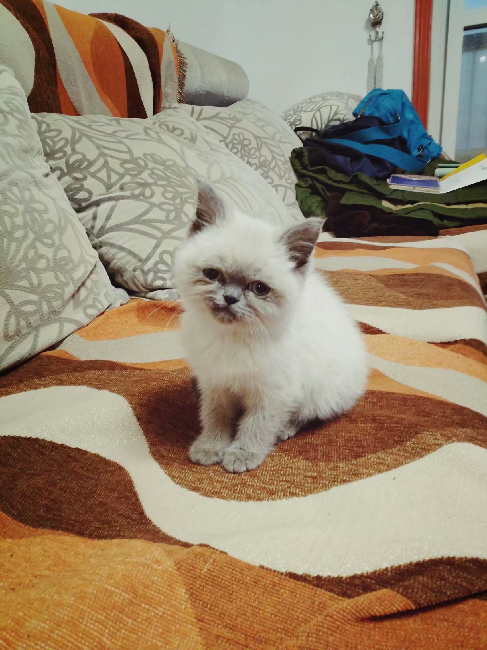 一只困到睁不开眼的喵星人,喵星人一天的真实生活