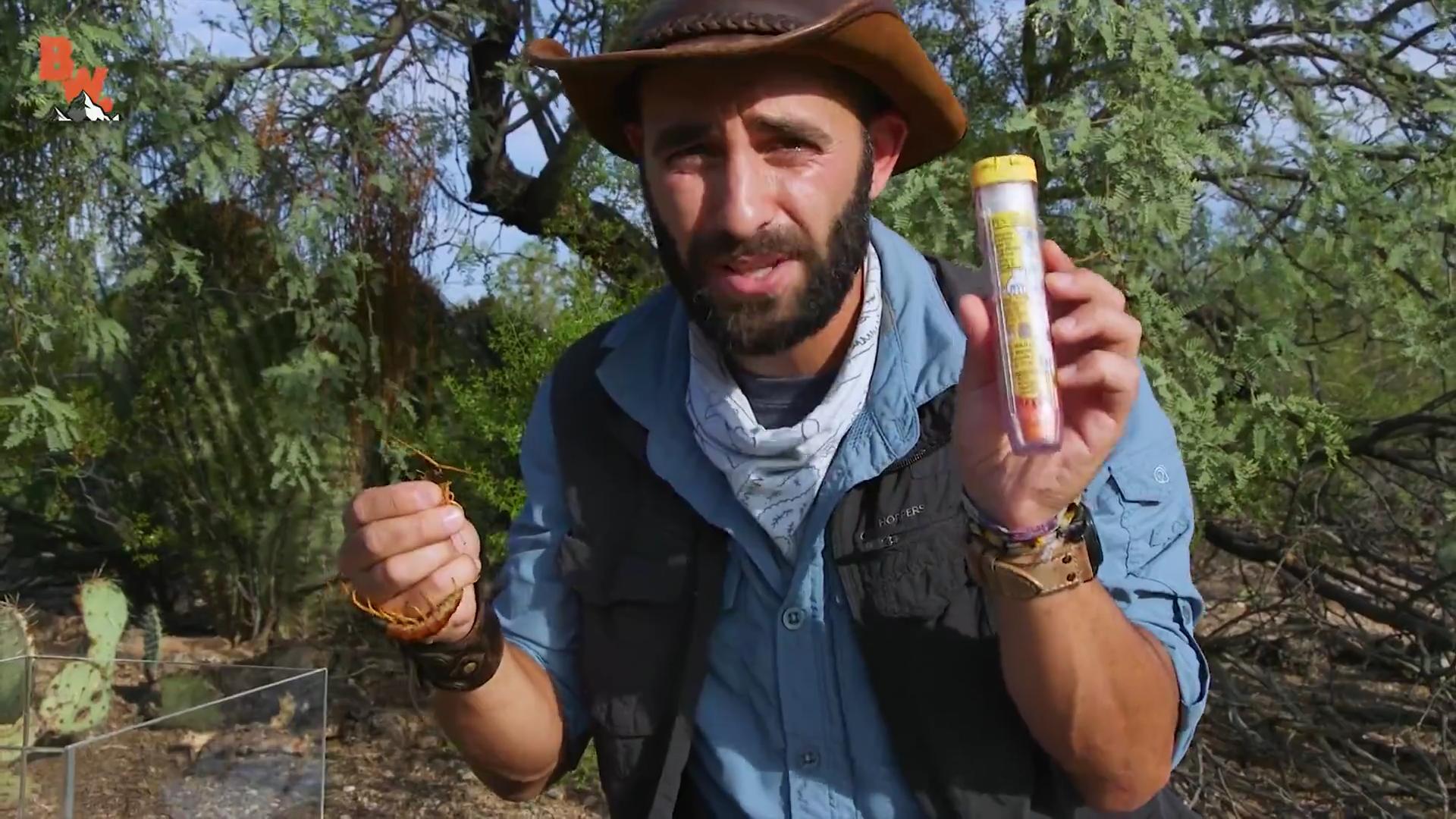 蜈蚣为什么不属于昆虫系列,蜈蚣为什么不是昆虫