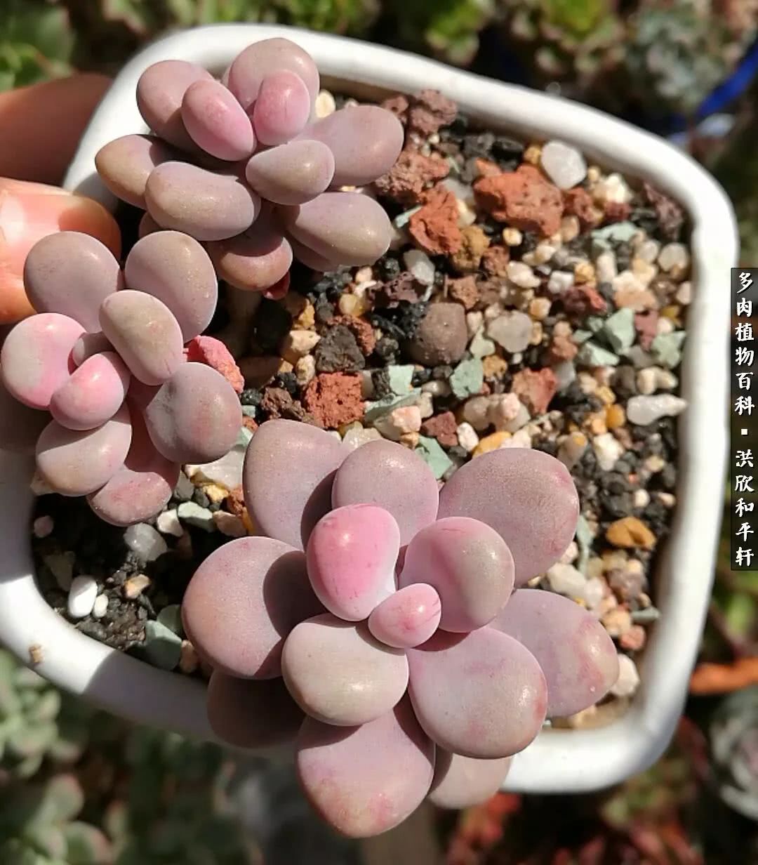 多肉的四季轮回,四季轮回多肉