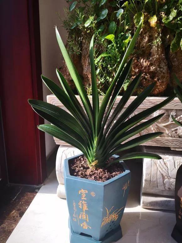 绿萝吊兰盆栽好养吗,绿萝吊兰水培