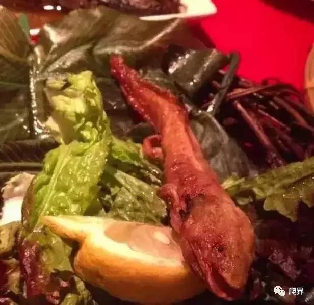 二级濒危保护物种蝾螈,濒危蝾螈