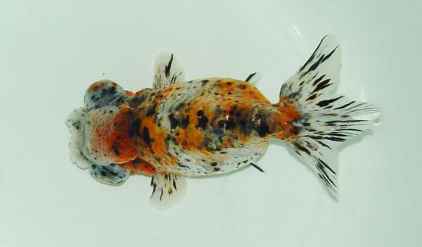 哪个品种的金鱼最漂亮最好看,特别飘逸的金鱼品种有哪些