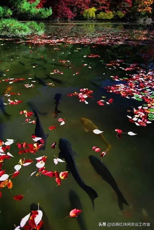 鱼树栽屋前好还是屋后好,阳宅不宜栽什么树