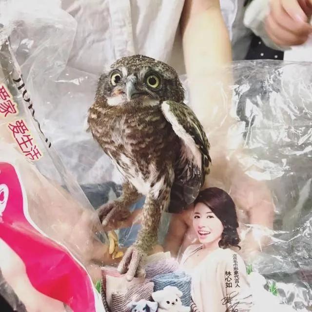 有多少南京人，获得过猫头鹰的祝福