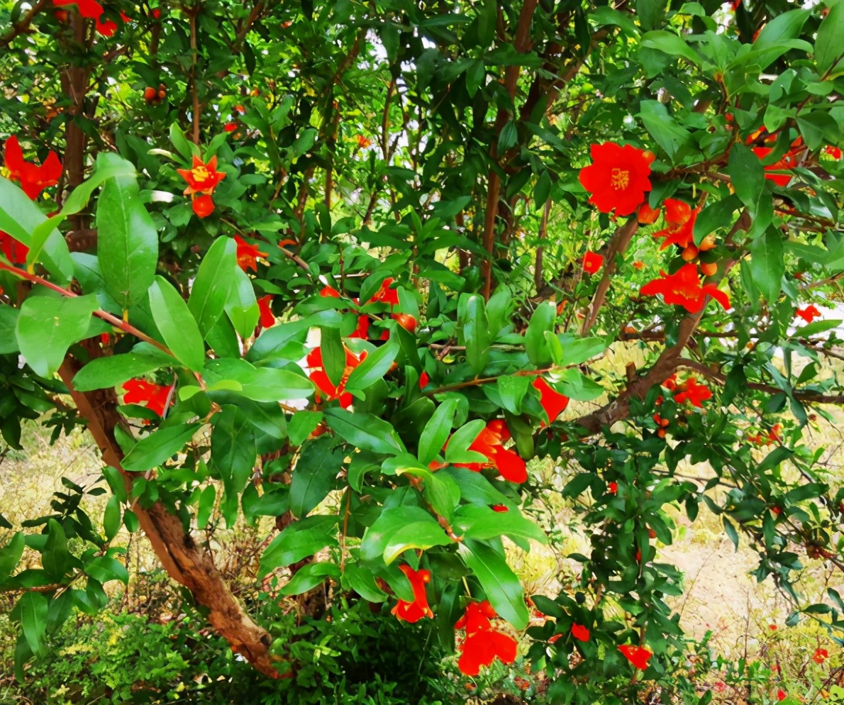 全国哪个省石榴好吃,最好喝的大石榴