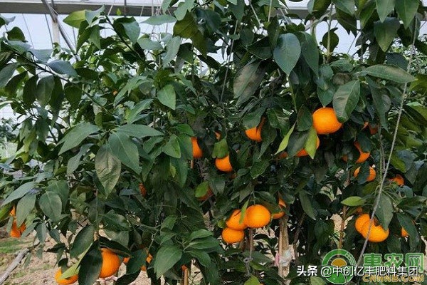 柑橘叶片异常脱落是什么原因?会造成哪些危害?