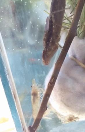 蜻蜓是常见的昆虫,生活中常见的蜻蜓的名字