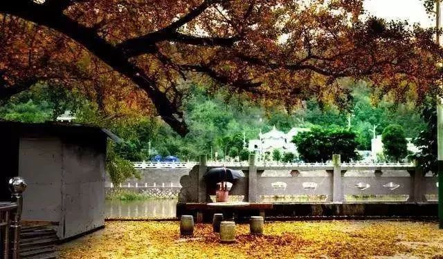 温州秋冬的银杏树确实美,温州最原生态银杏