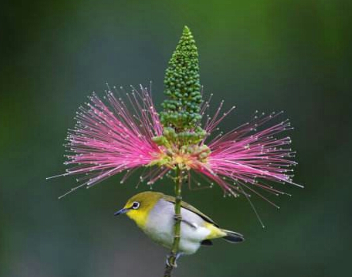 *欢合**花：花美叶美、有色有香的*欢合**花，管理与栽培