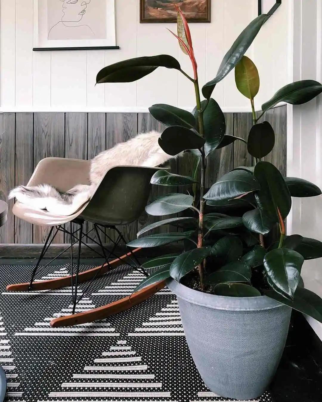 新房防甲醛的植物,新房防甲醛买什么植物