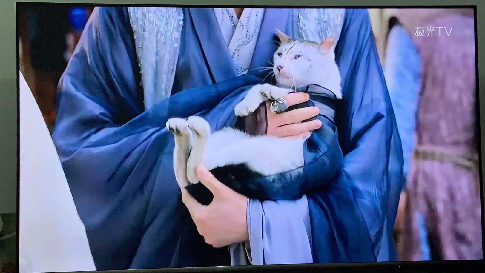 盘点猫咪高能名场面 (猫咪10大最萌镜头)