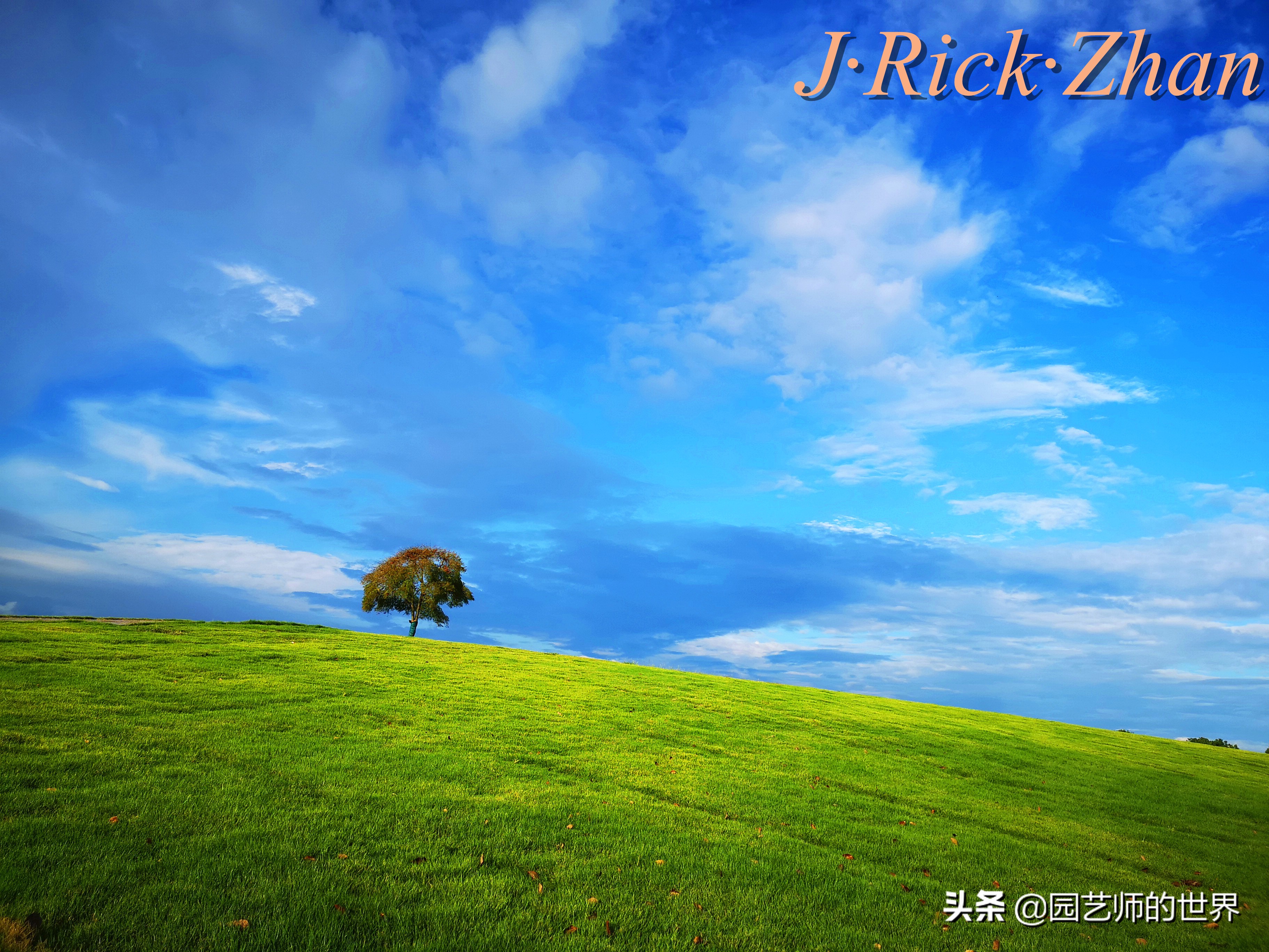 果岭草坪的种植养护方法及技巧,怎么种植一个可以躺的草坪