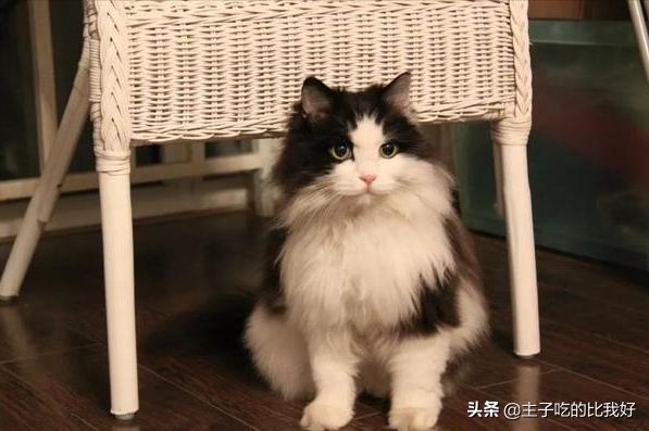 一只健康的猫咪,一只健康的猫和折耳猫