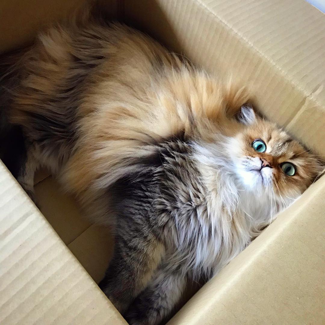 女人养猫有忌讳吗需要注意什么,正月养猫有什么讲究和忌讳