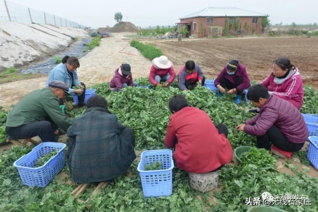 灵寿县特色农业乡村振兴,行唐农业种植