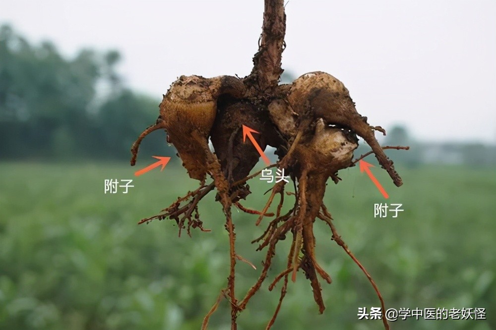 附子是什么中药,每日学一味中药附子