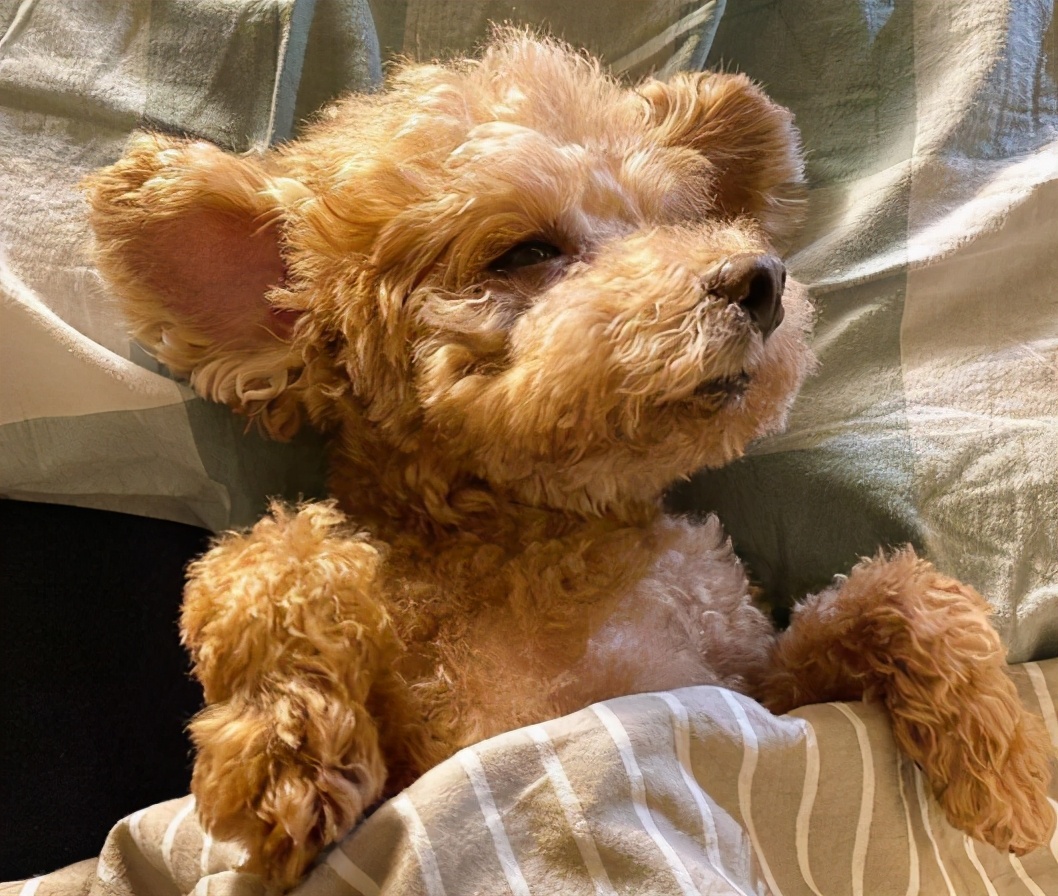 犬缺乏碳水化合物有什么后果,贵宾犬营养不良怎么办