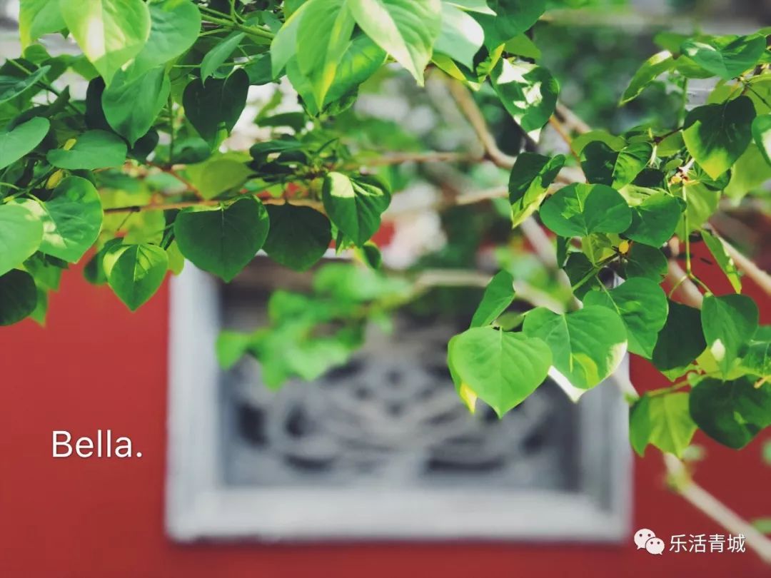 贝拉专访合集,贝拉专访完整版