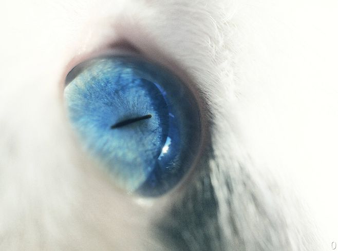 那么喜欢猫的人，你们知道猫的起源是怎么来的吗？