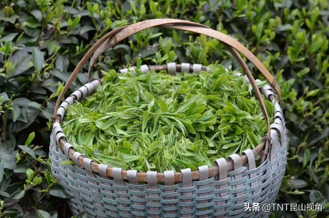 白毫银针茶叶的产地,白毫银针的产地在哪里