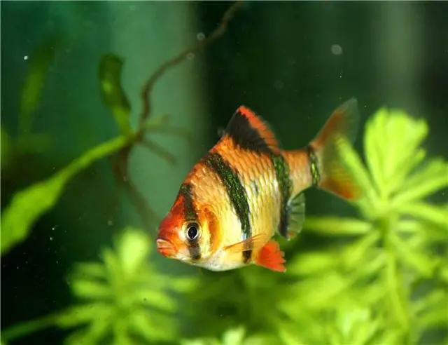 观赏鱼外伤如何处理,观赏鱼外伤鱼鳞掉了怎么办