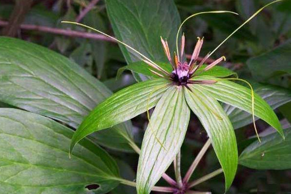 七叶一枝花种子怎么种植出芽最快,七叶一枝花种植技术及收割全过程