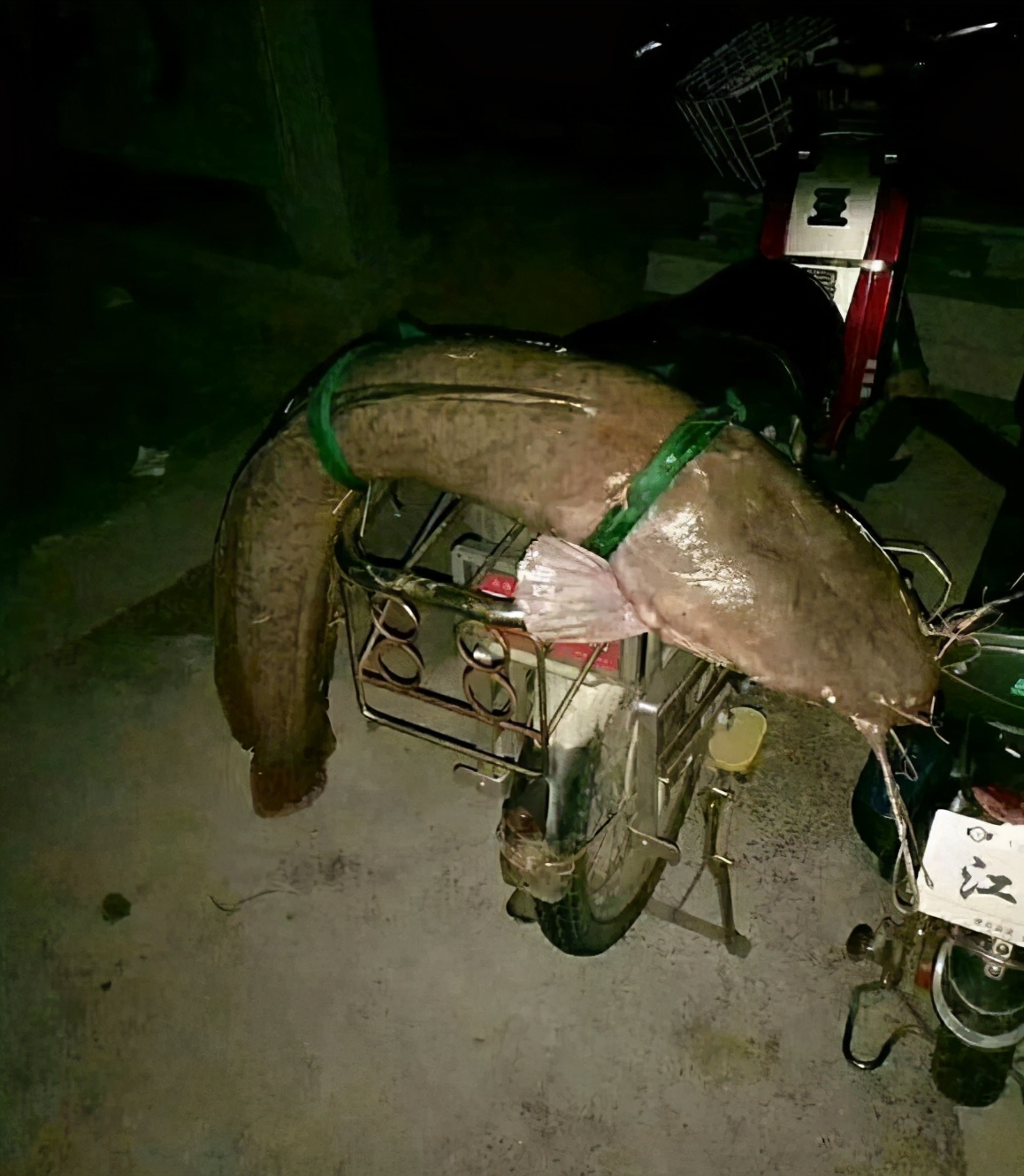 钓获大量塘角鱼图片,钓水库野生塘角鱼