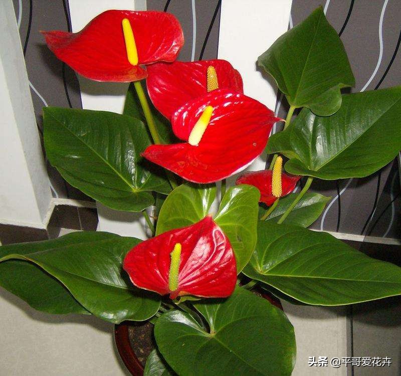 红掌开的花朵干枯发黑什么原因,红掌叶子发黑怎么办视频