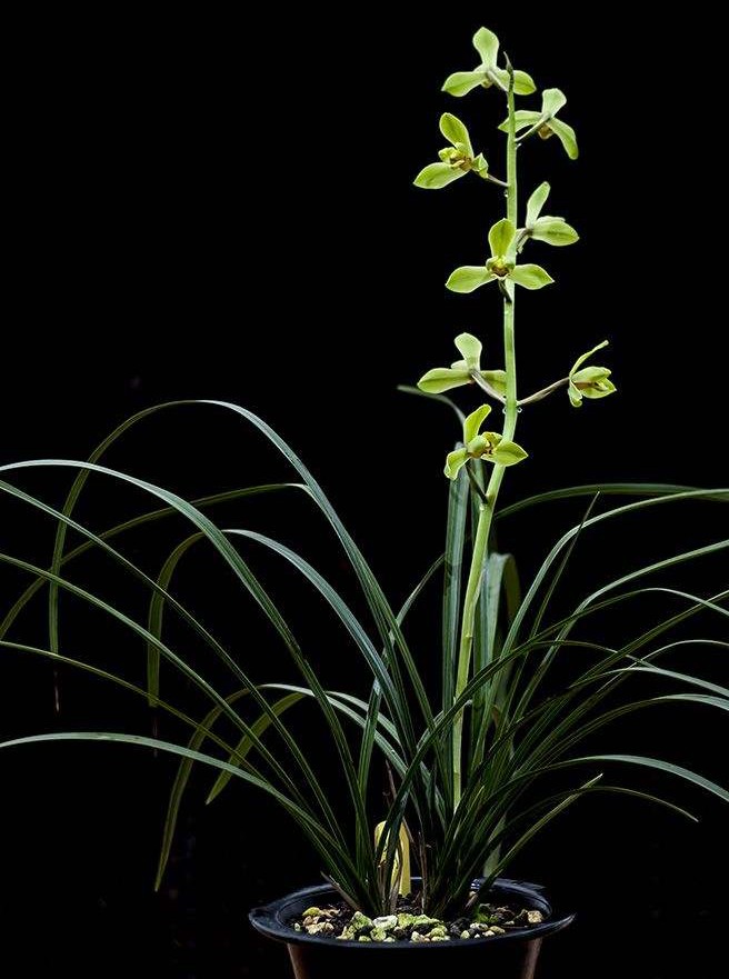 老八种蕙兰花品种,蕙兰新八种价格表