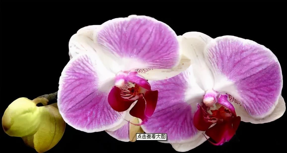 看芦头辨兰花种类,野生兰花种类图片