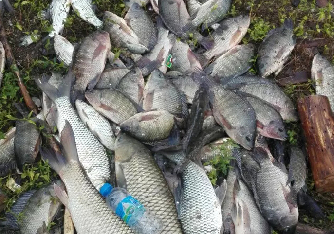 小罗非闹窝钓法,野钓小罗非用什么钩最好