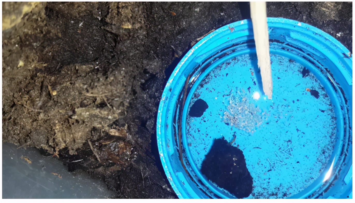 生态缸老水缸,生态缸老死鱼怎么回事