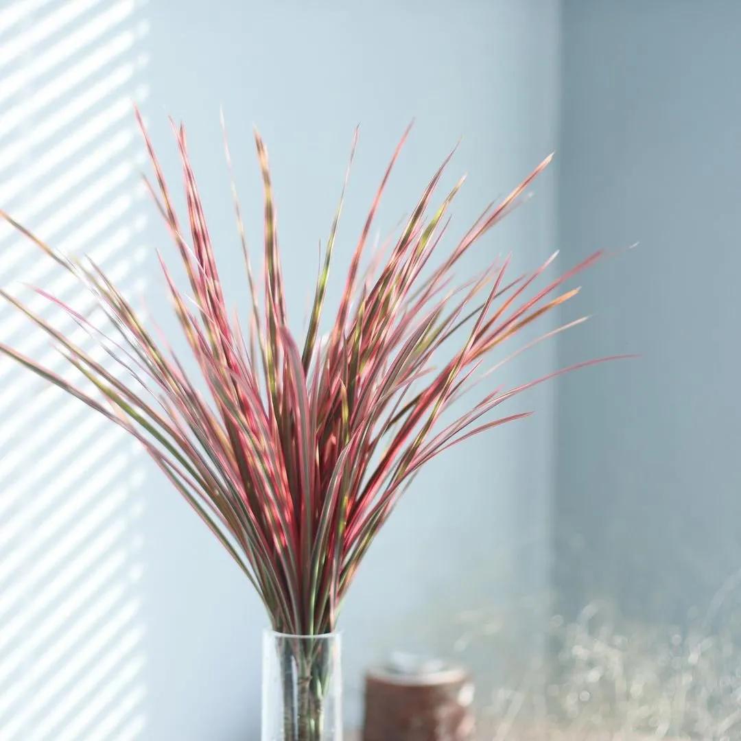 ins十大网红绿植,ins网红绿植大全