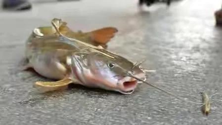 公认最好吃的10种淡水鱼,公认好吃淡水鱼有哪些种类