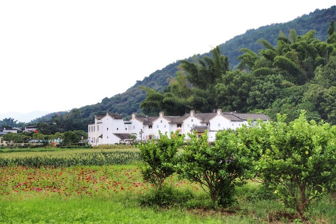 梅州采茶,梅州采茶体验